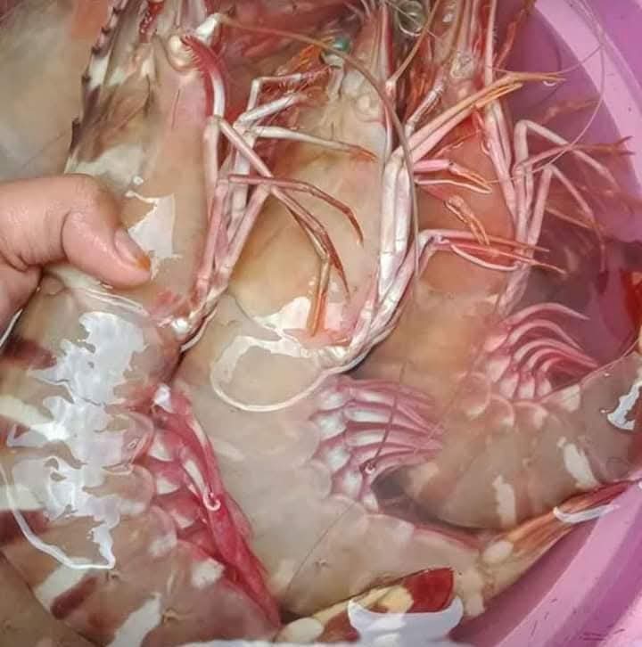 Tiger Prawn